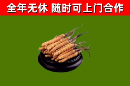 武川烟酒回收冬虫夏草.jpg